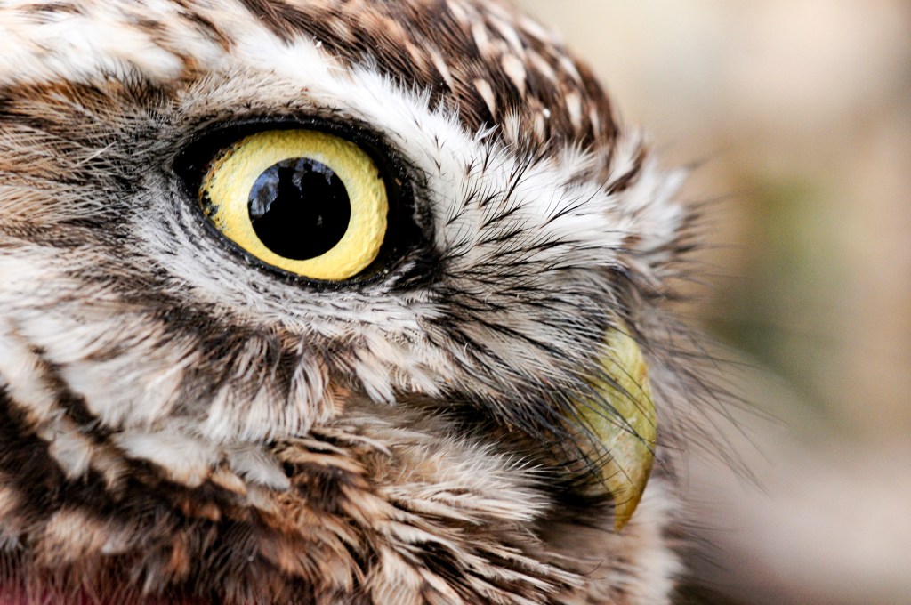 La Saline royale accueille trois espèces d’oiseaux protégées en&nbsp;France