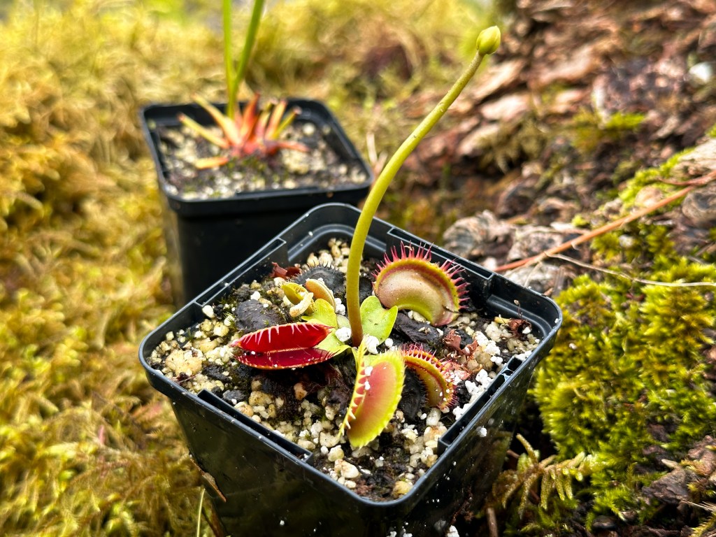 Des plantes carnivores à la Saline royale&nbsp;!