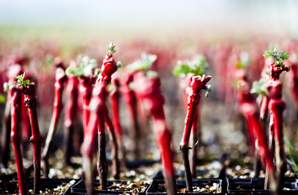 135 plants de vignes arrivent dans les jardins de la Saline royale&nbsp;!