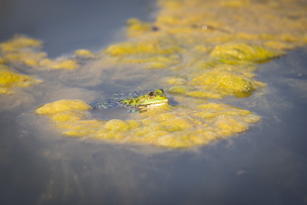 Crapauds et grenouilles : des mares créées dans les jardins pour les&nbsp;protéger