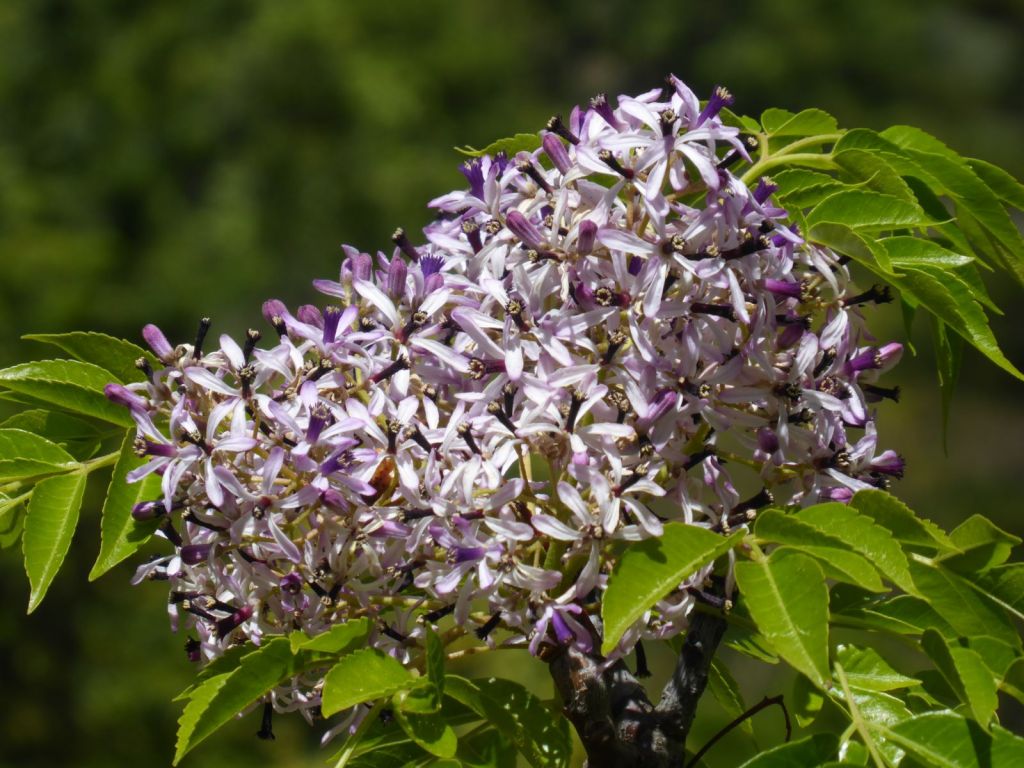 De l’Empire du Milieu à la Saline royale : les surprenants et résistants arbres&nbsp;d’Asie