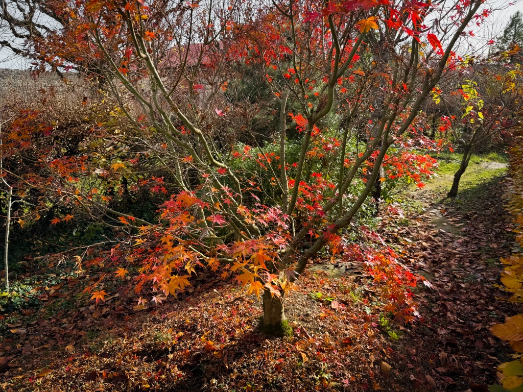 Du jardin zen coloré aux sols du potager : quand l’automne prépare&nbsp;l’hiver
