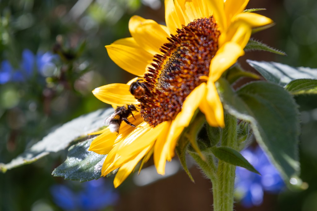 Le Festival des jardins 2026 : Plongez dans l&rsquo;univers fascinant des insectes&nbsp;!